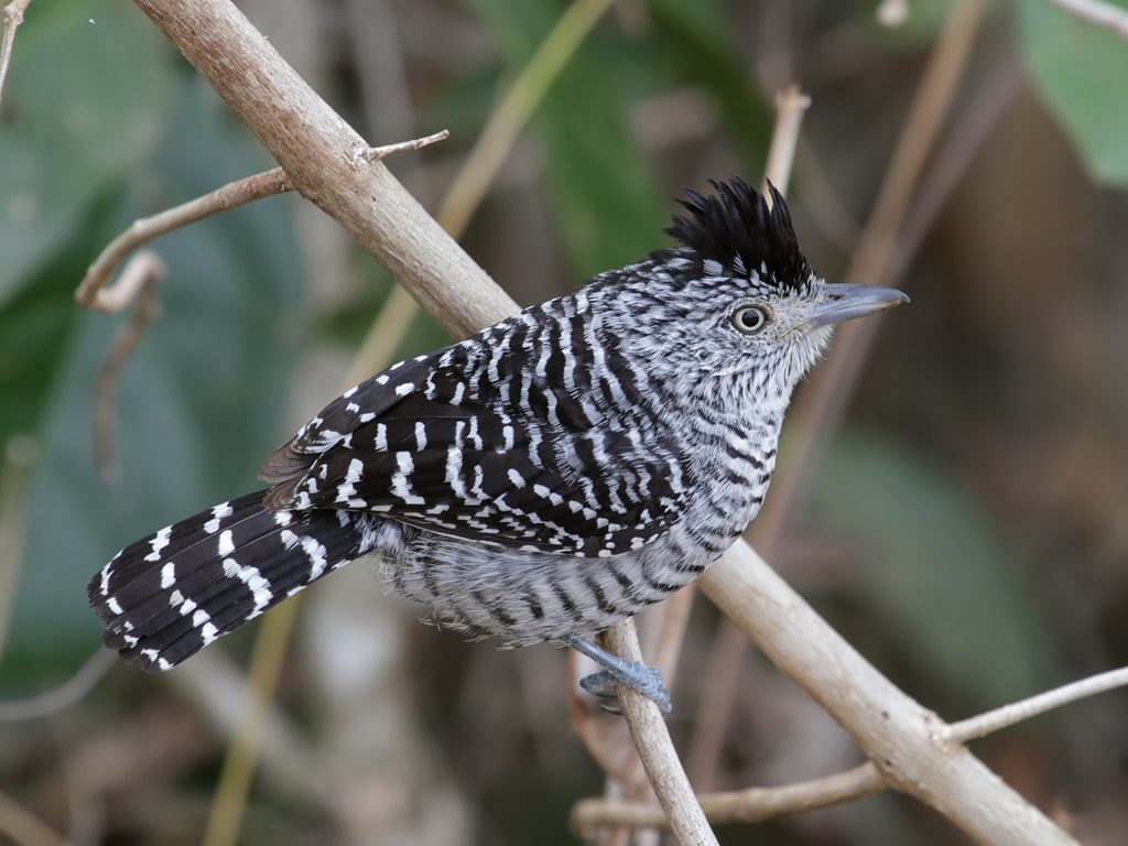 Barred Antshrike side view