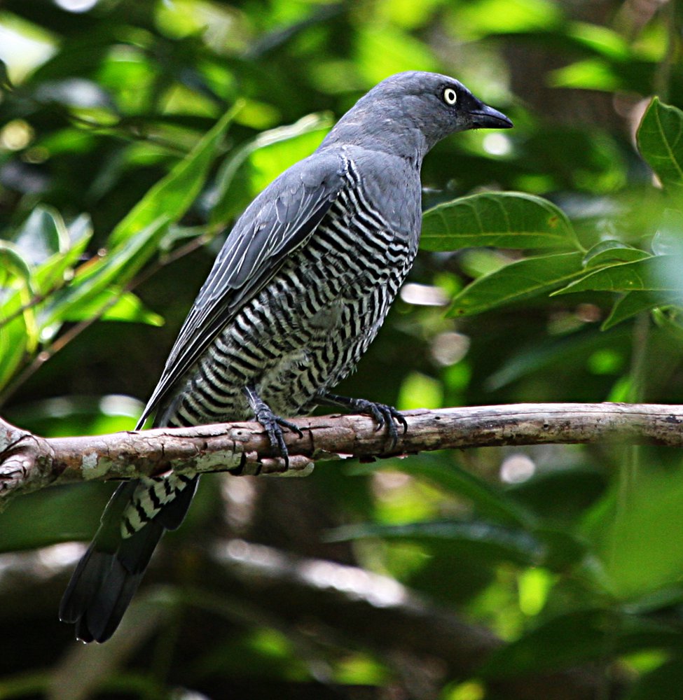 Barred Cuckoo-shrike in forest