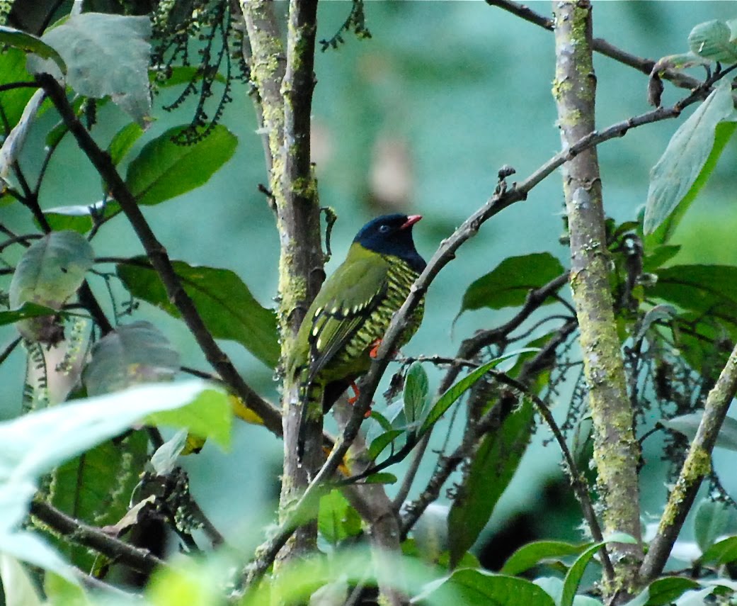 Barred Fruiteater on the tree