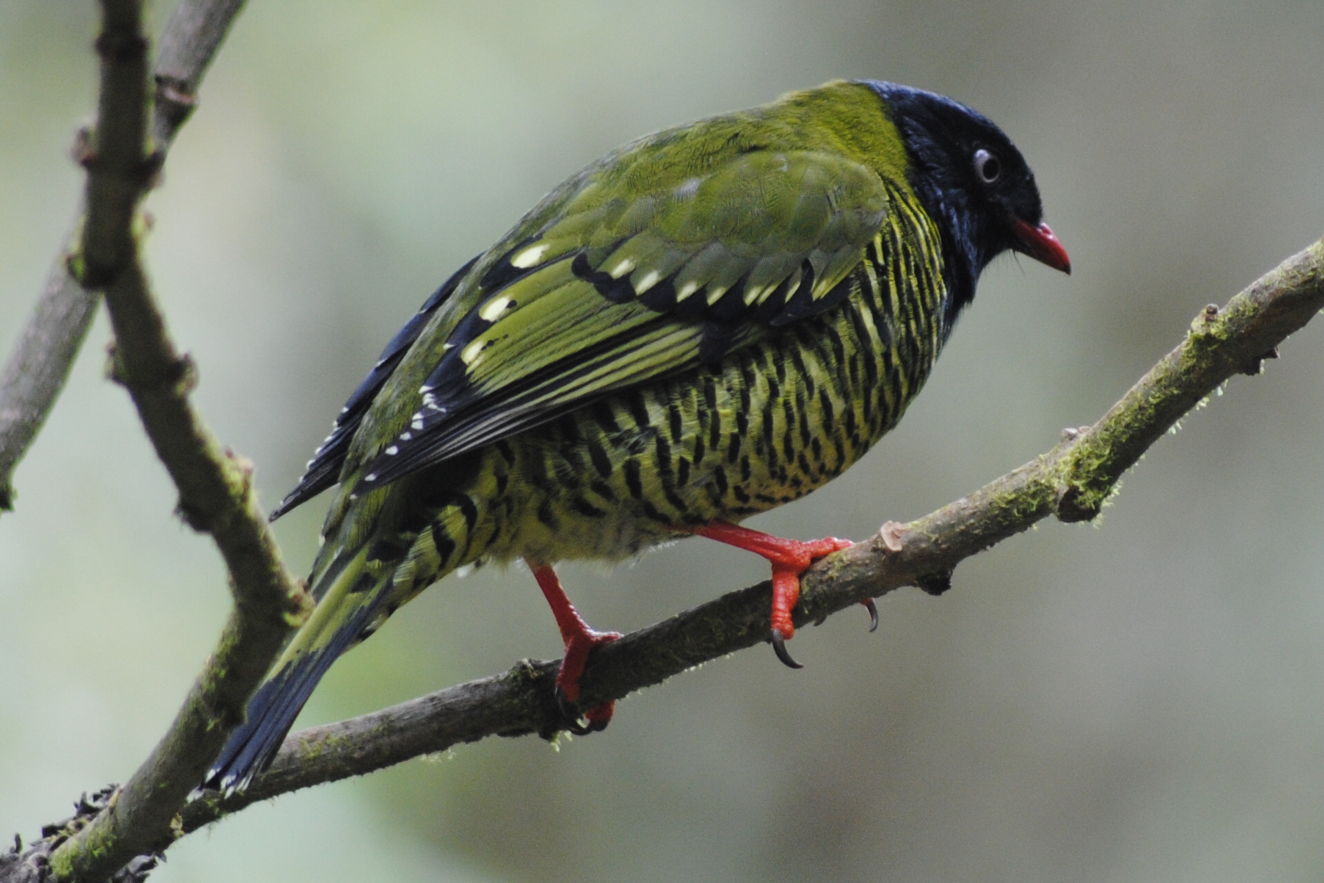 Barred Fruiteater side view