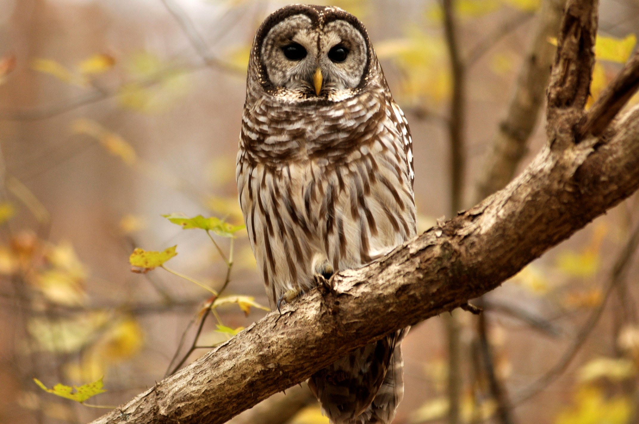 Barred Owl on the branch