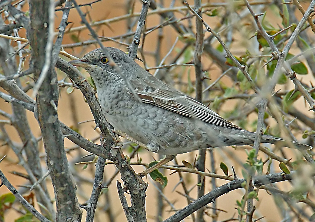 Barred Warbler in the bushes