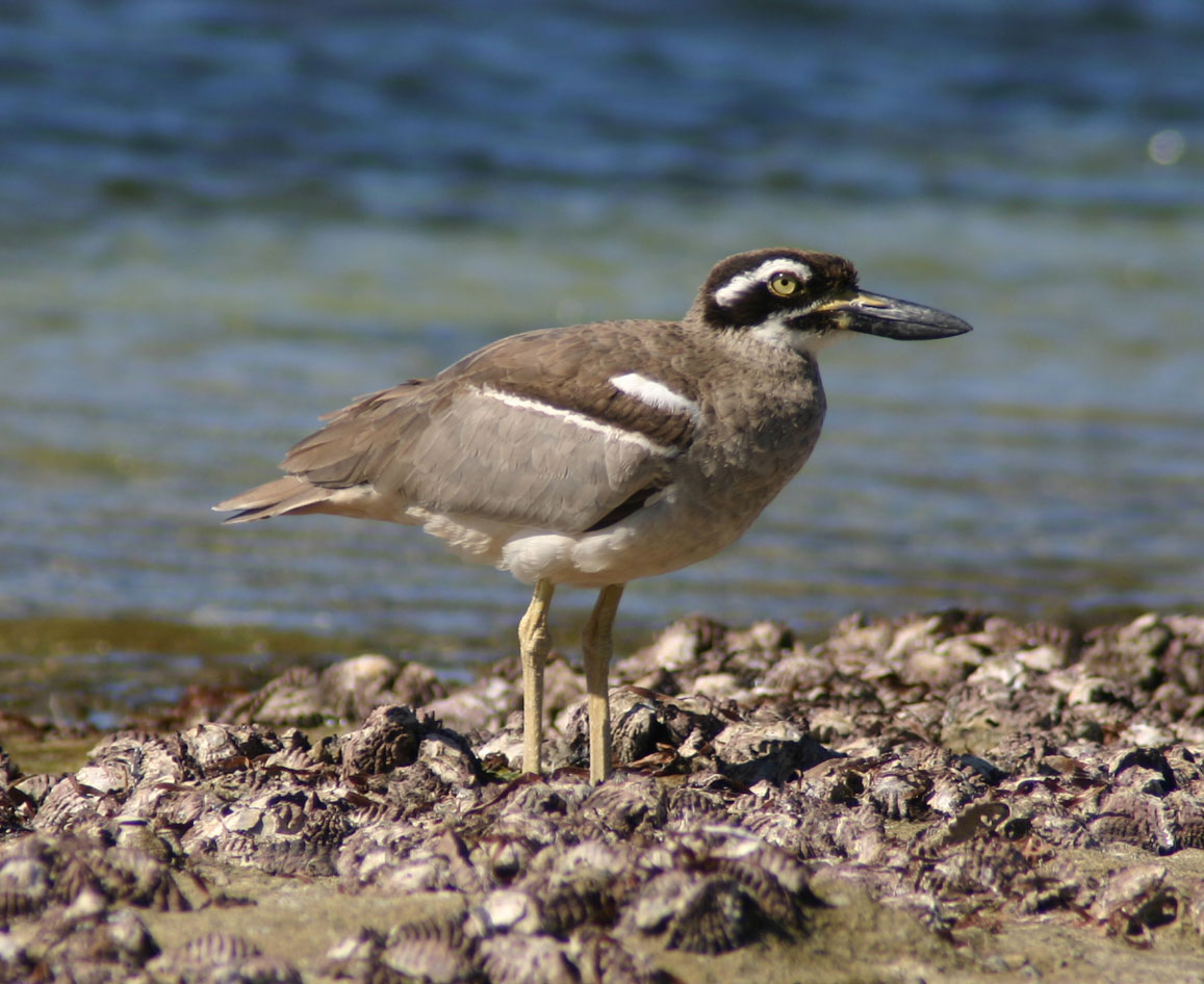 Beach Stone-curlew on the beach