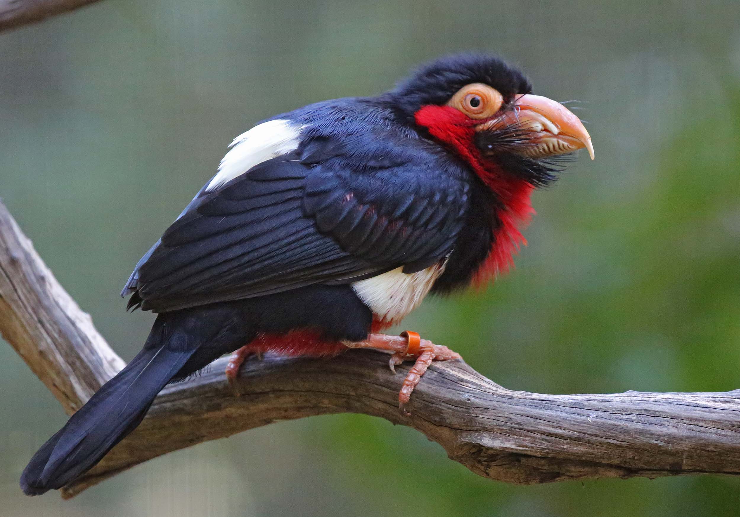 Bearded Barbet in forest