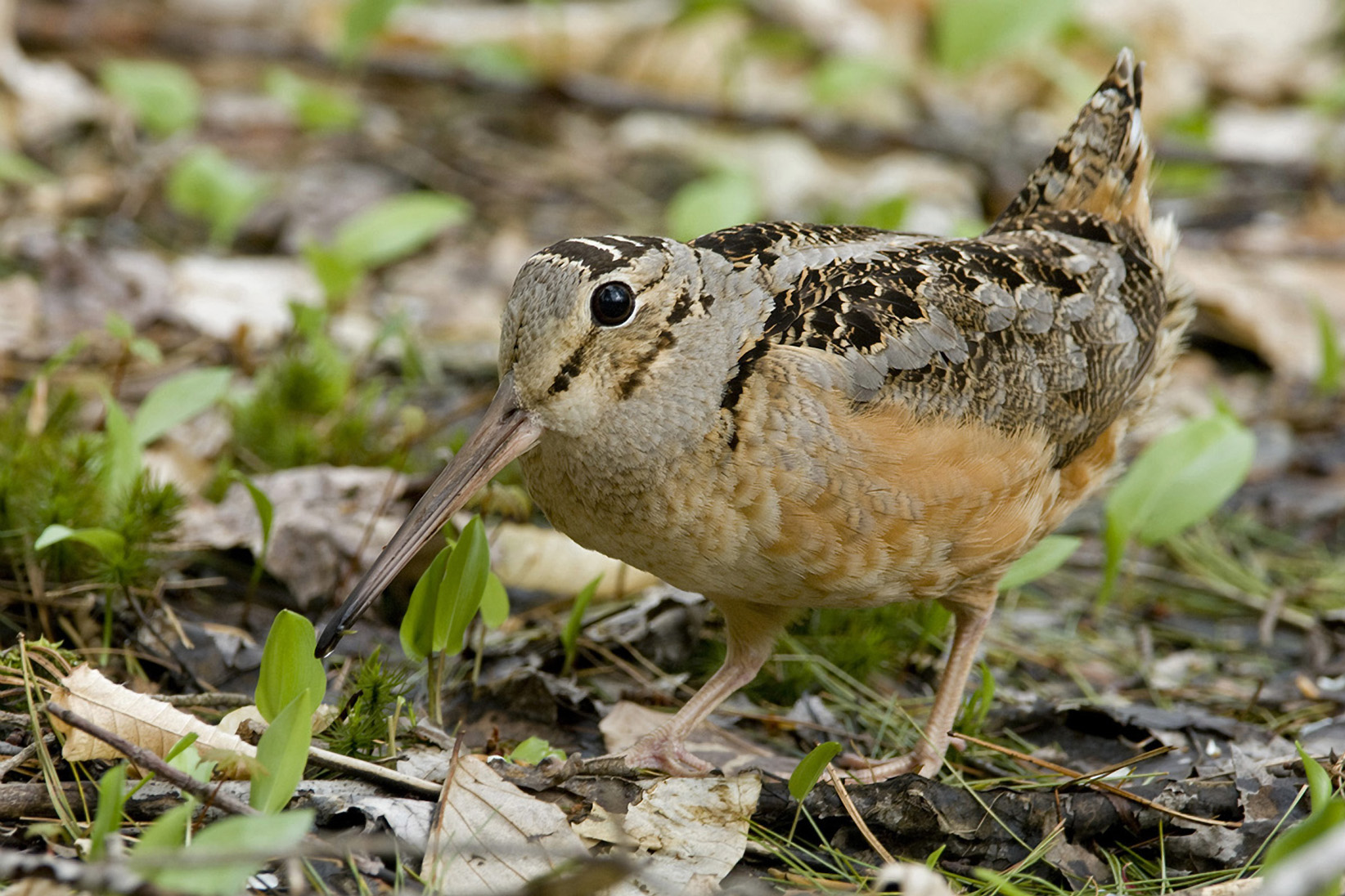 Beautiful American Woodcock