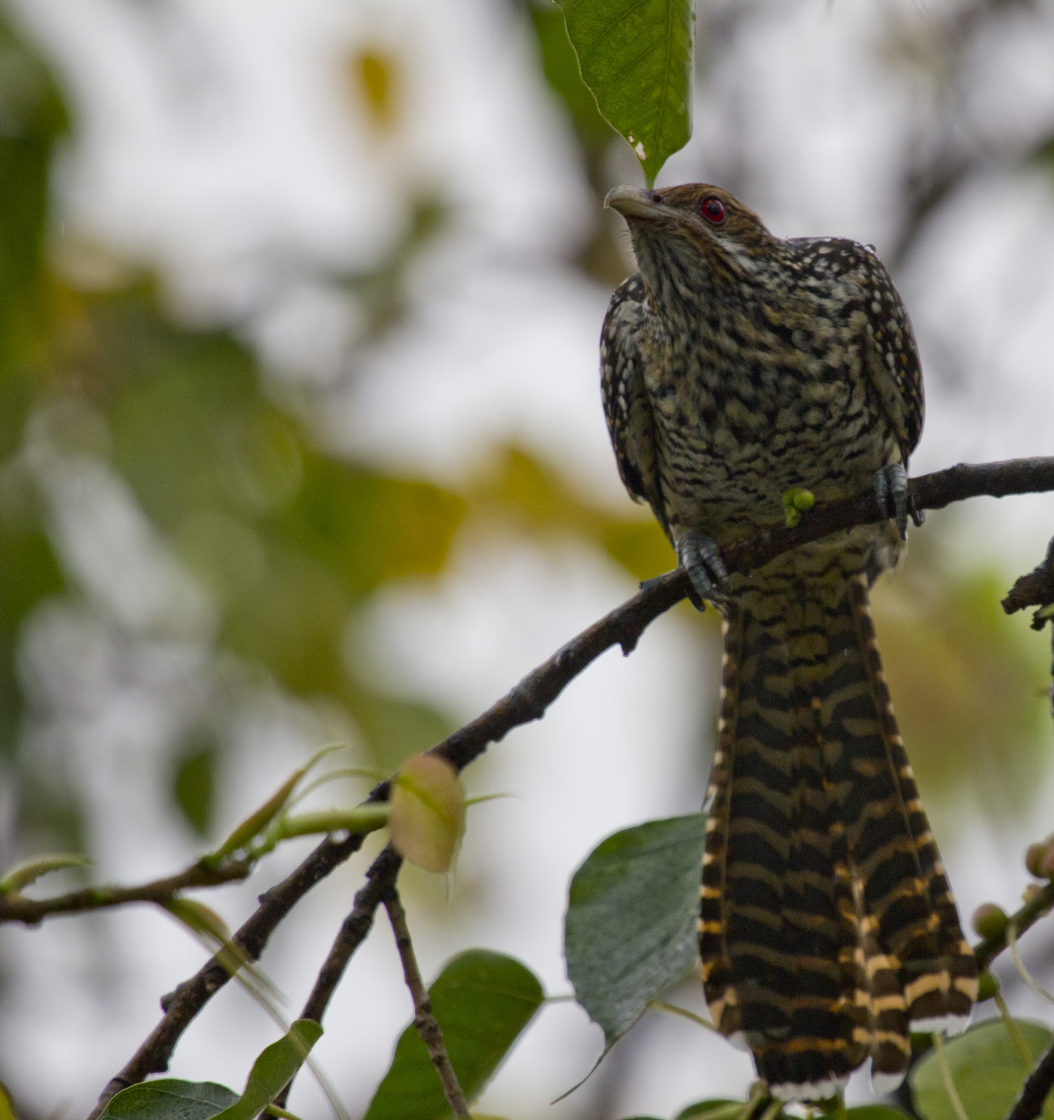 Beautiful Asian Koel