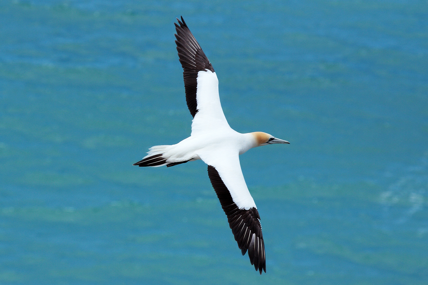 Beautiful Australasian Gannet