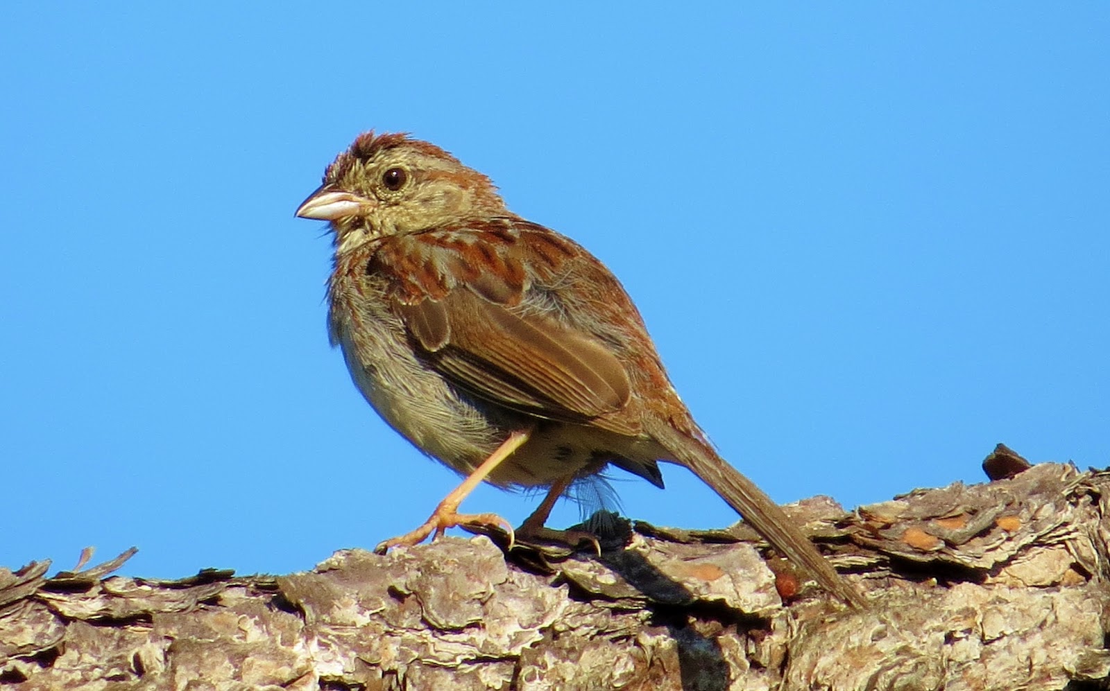 Beautiful Bachman's Sparrow