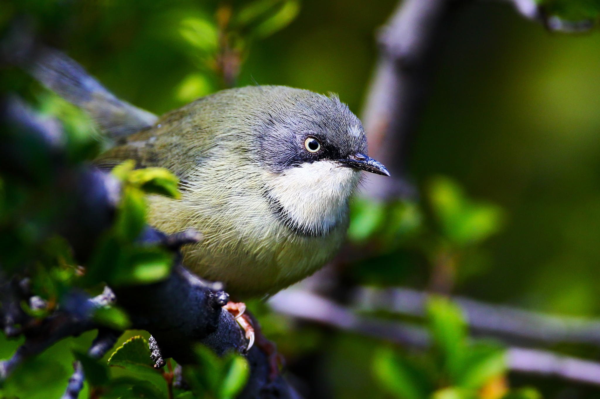 Beautiful Bar-throated Apalis