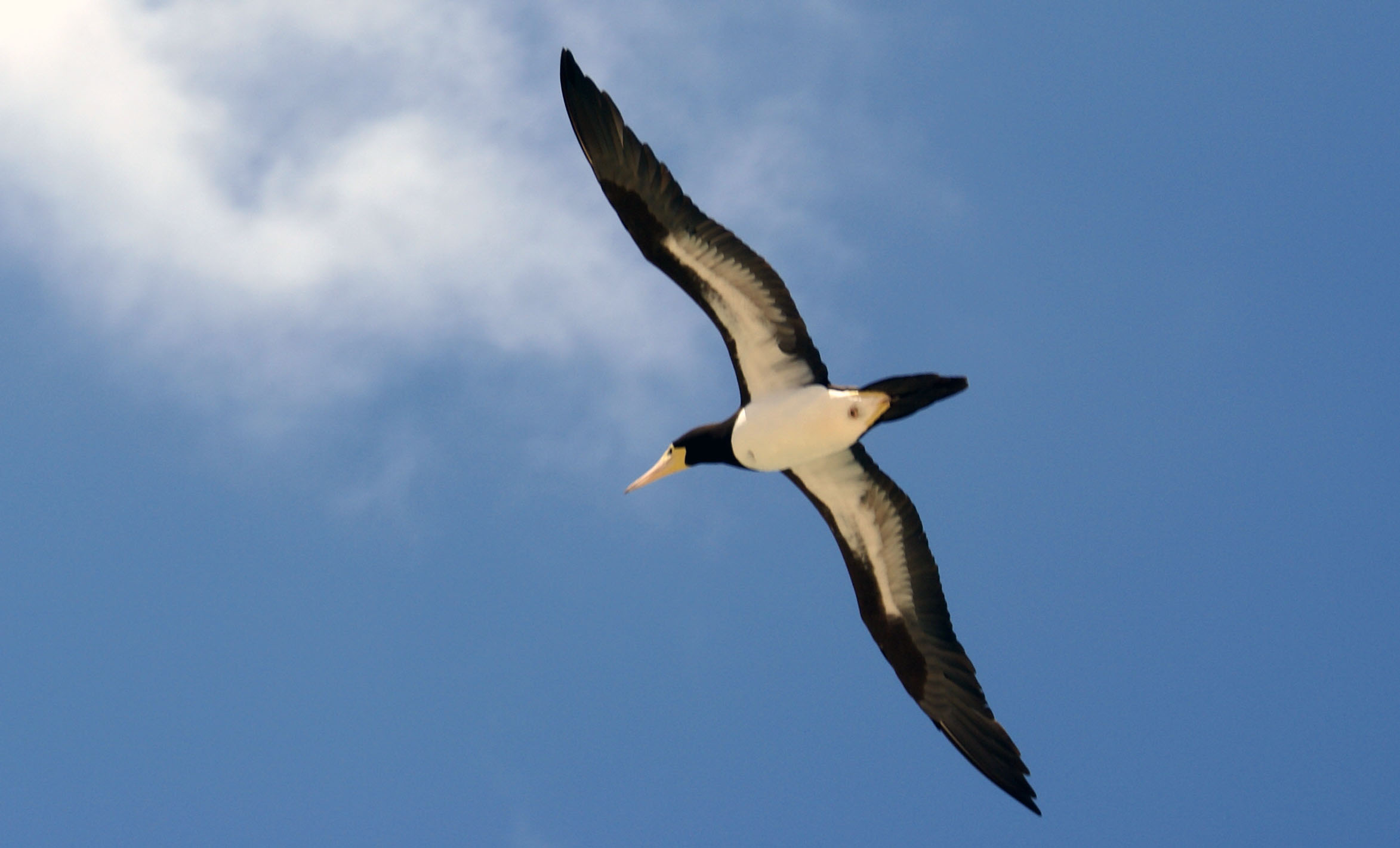 Beautiful Bird Photo