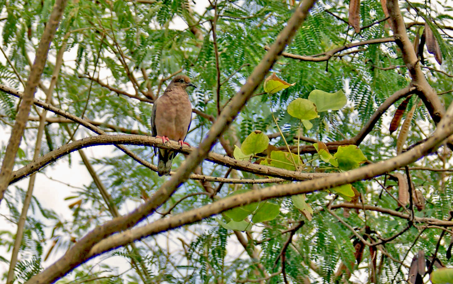 Beautiful Bird Photos