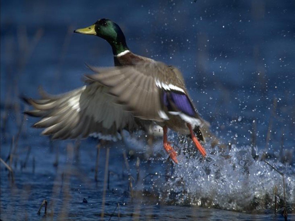 Beautiful Birds Photo