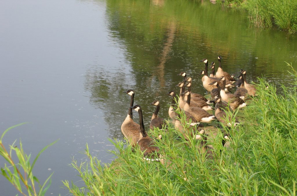 Beautiful Birds