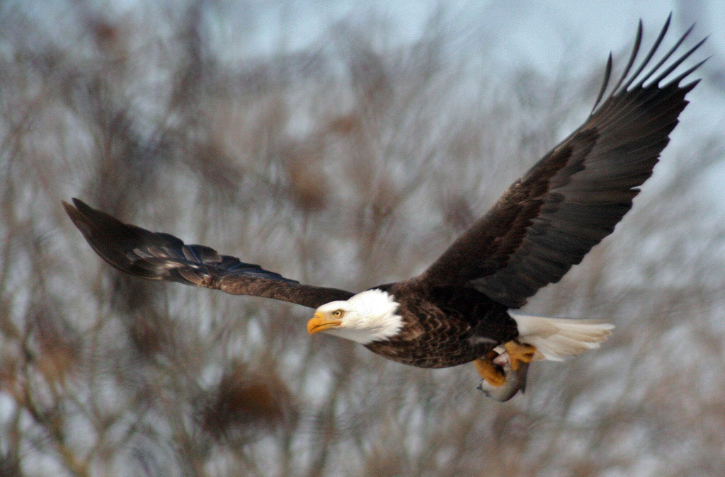 Beautiful Bird