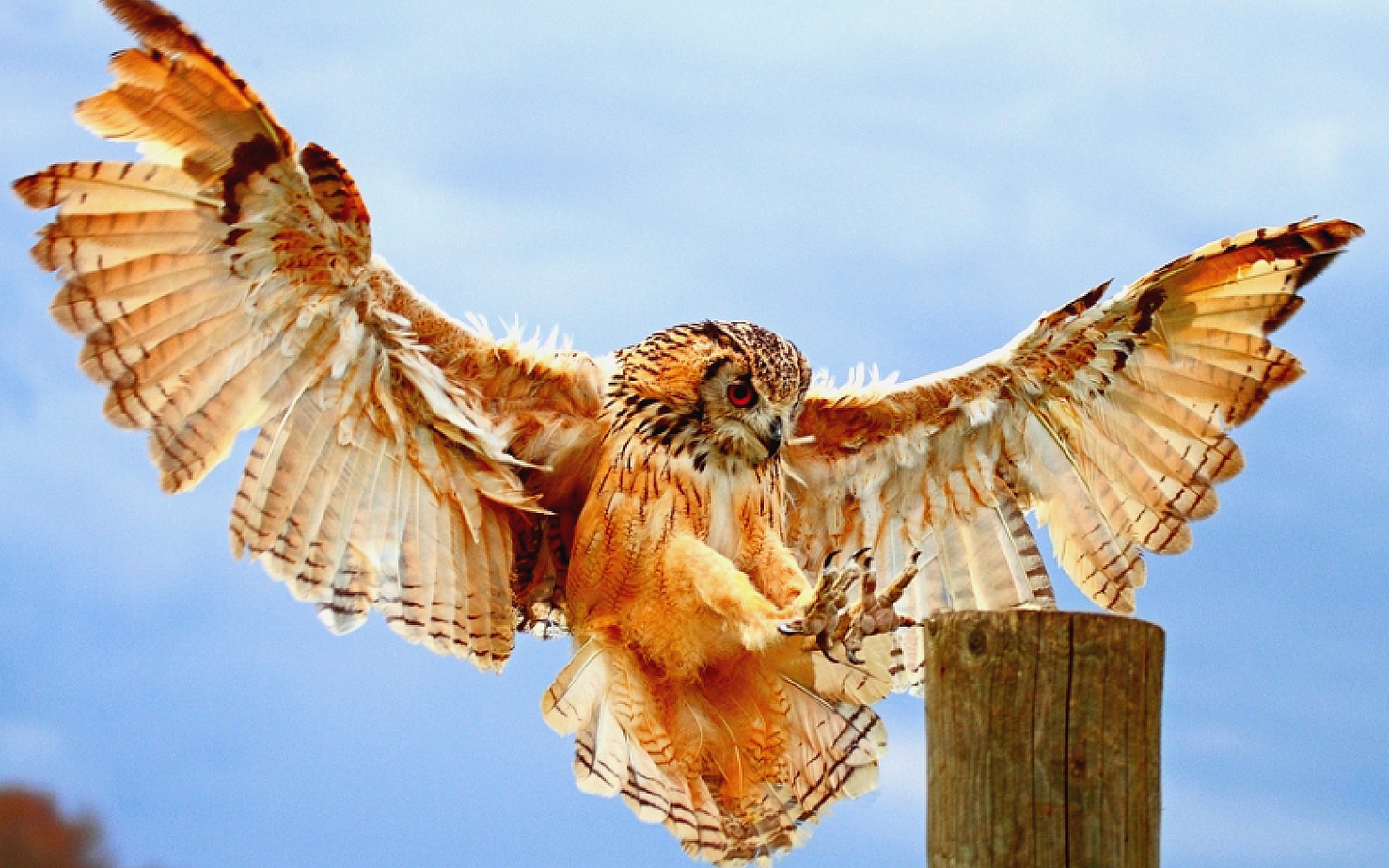 Bengal Eagle Owl Wallpaper