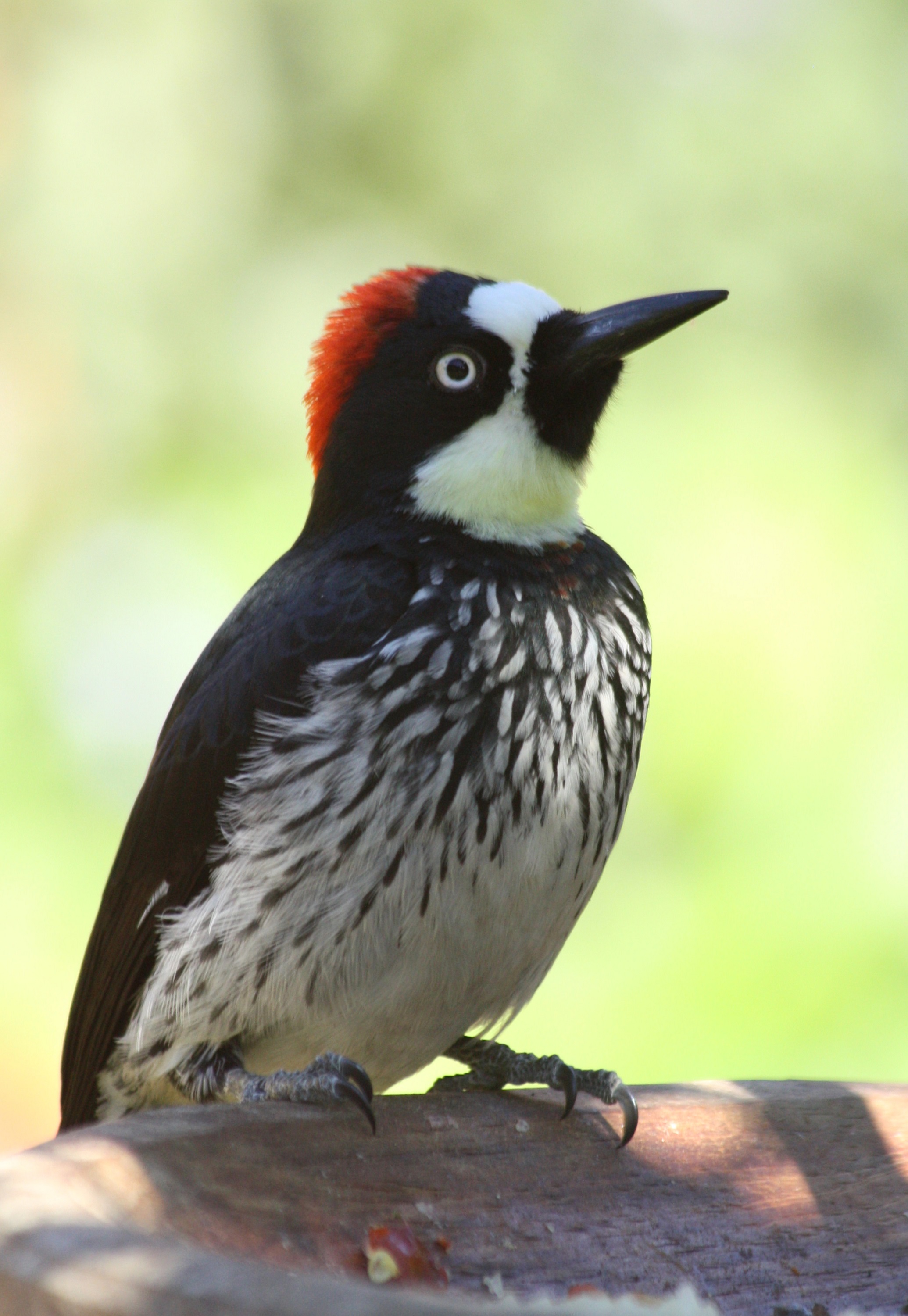 Big Acorn Woodpecker