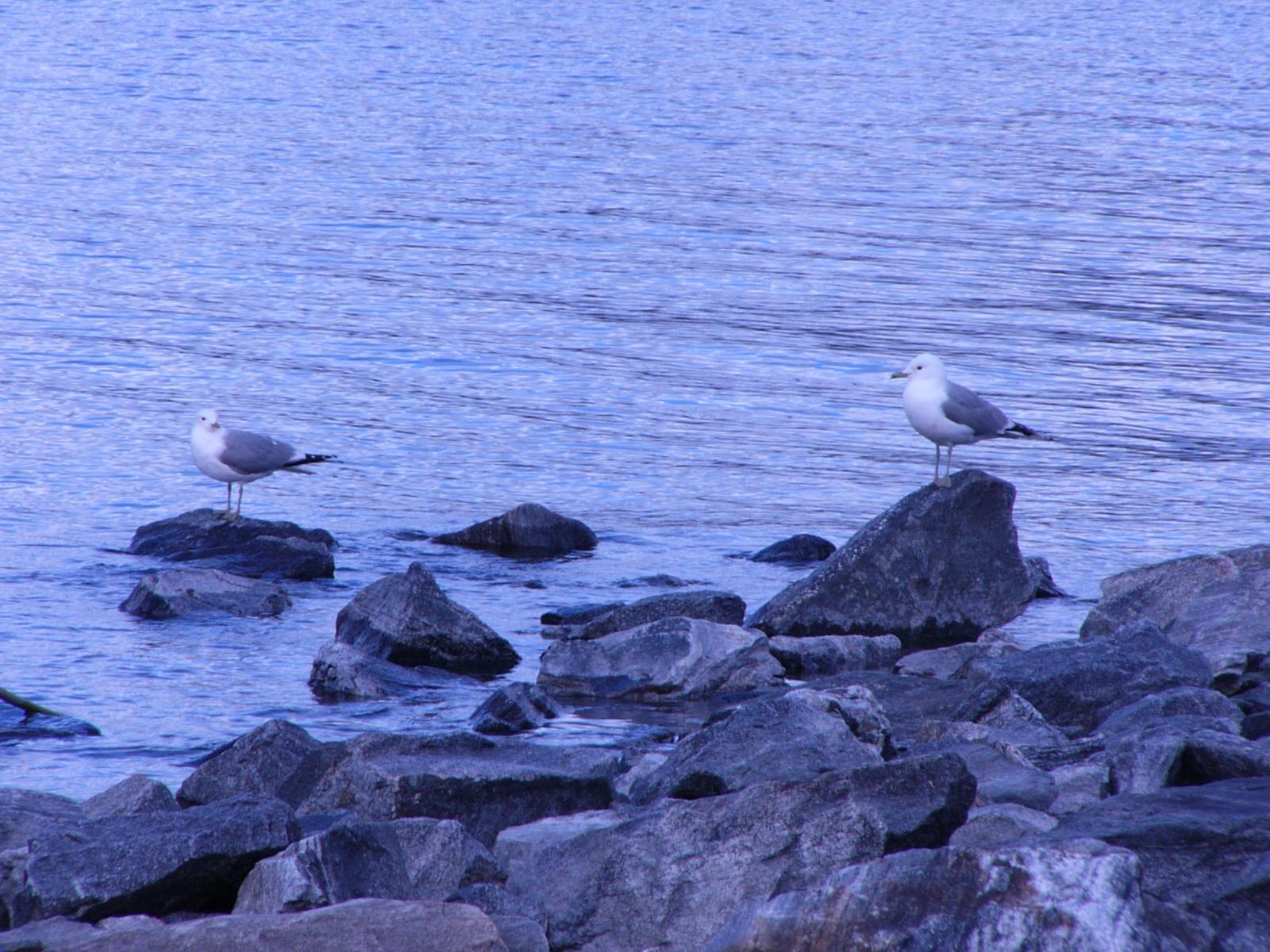 Bird Photographys