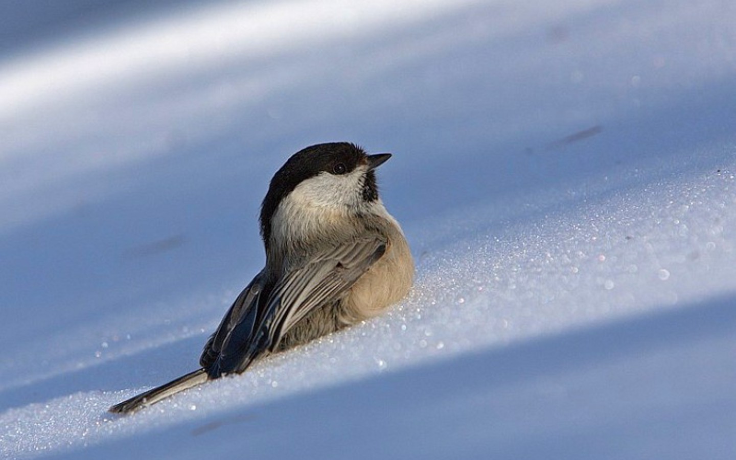 Bird Snow Wallpaper