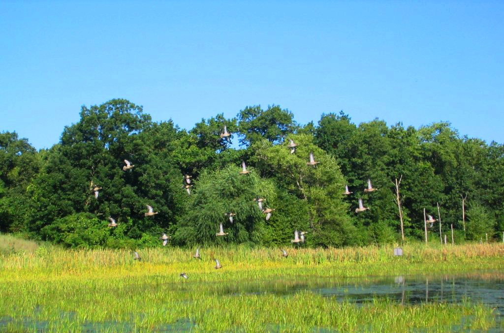 Bird Backgrounds