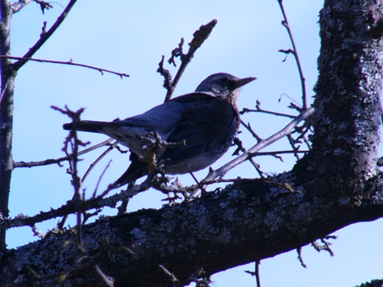 Bird Photos