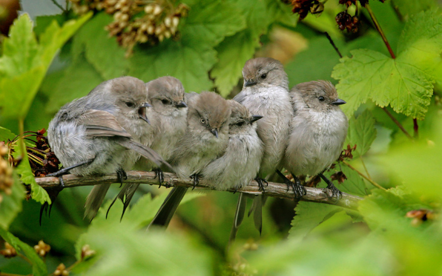 Birds Branch Wallpaper