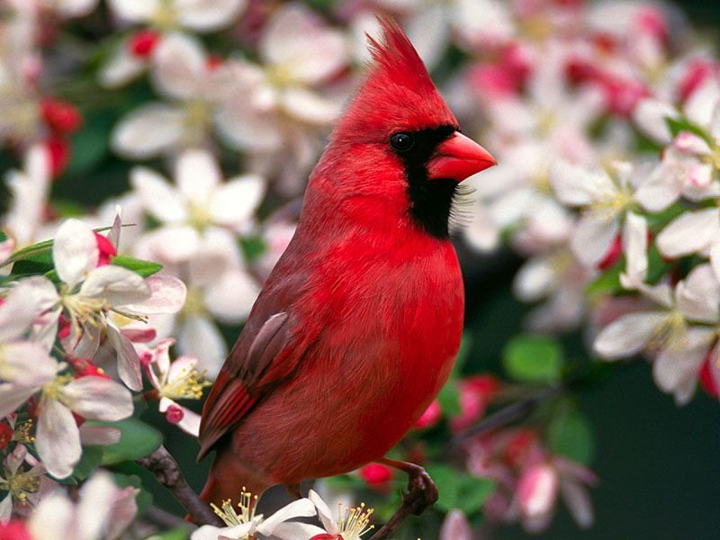 birds wallpaper. Bird wallpapers / Birds