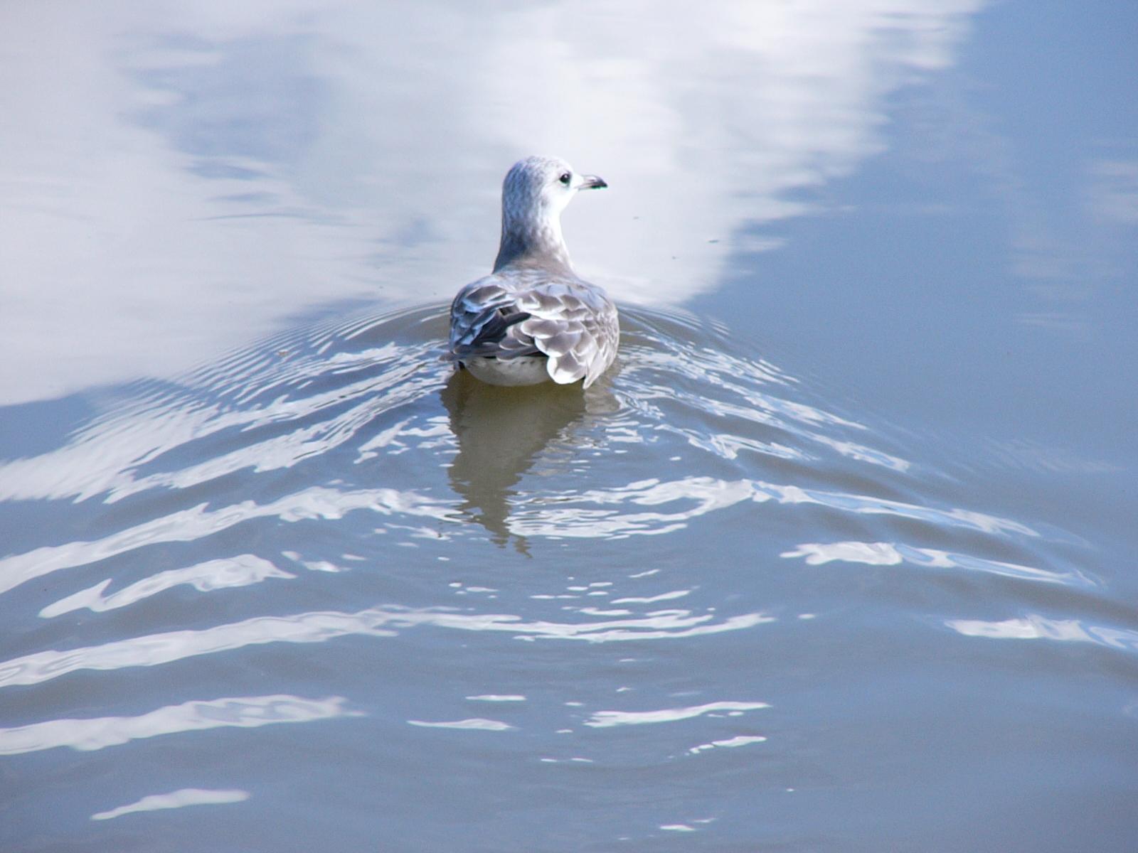 Birds Pics