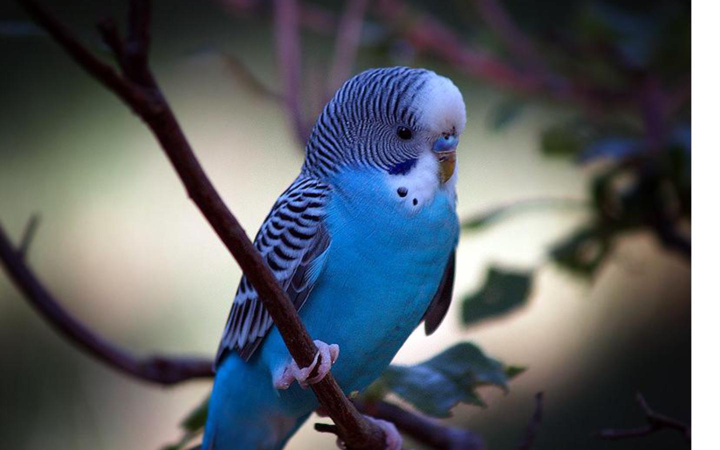 Blue-parrot Wallpaper