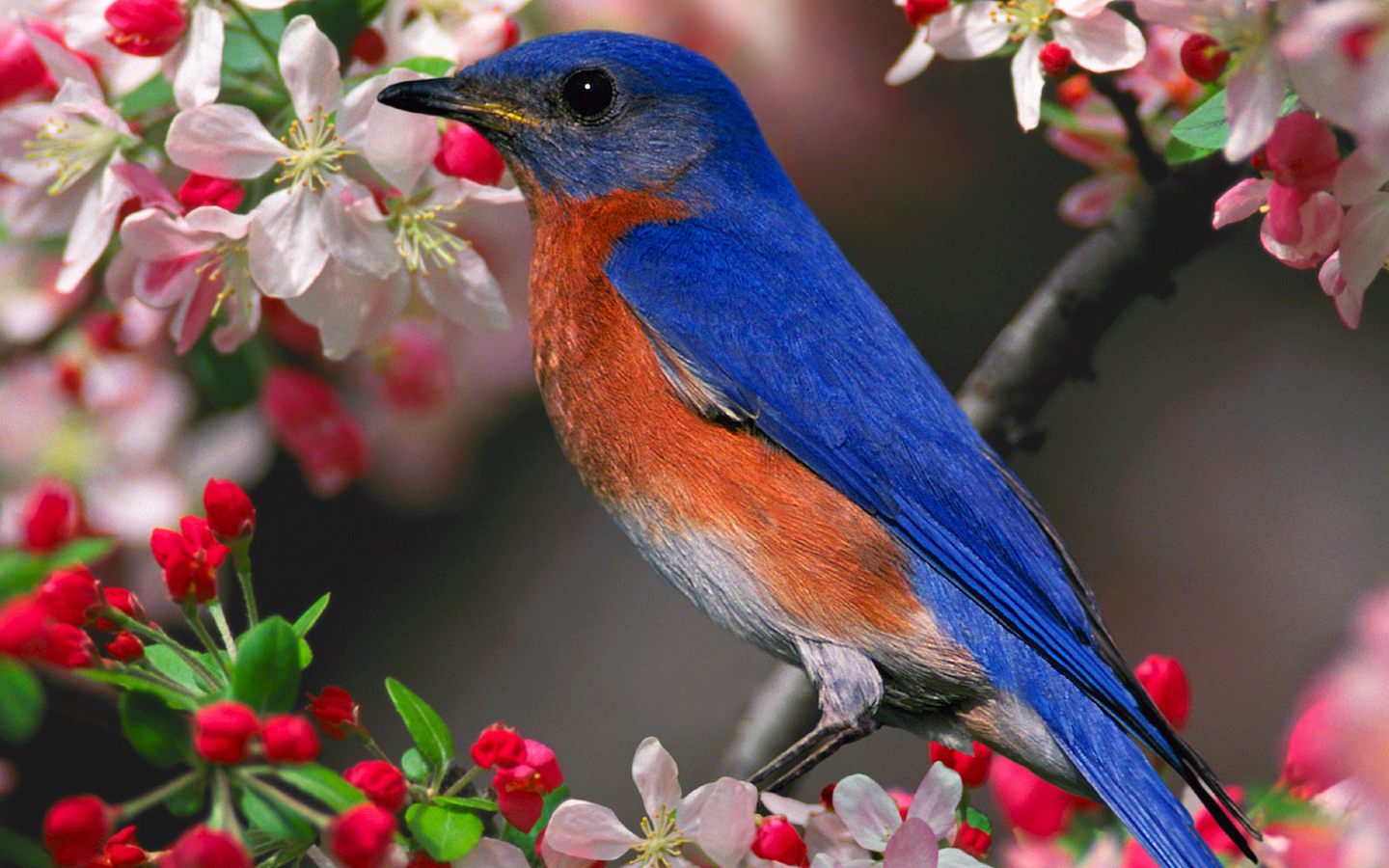 Bluebird-flower Wallpaper