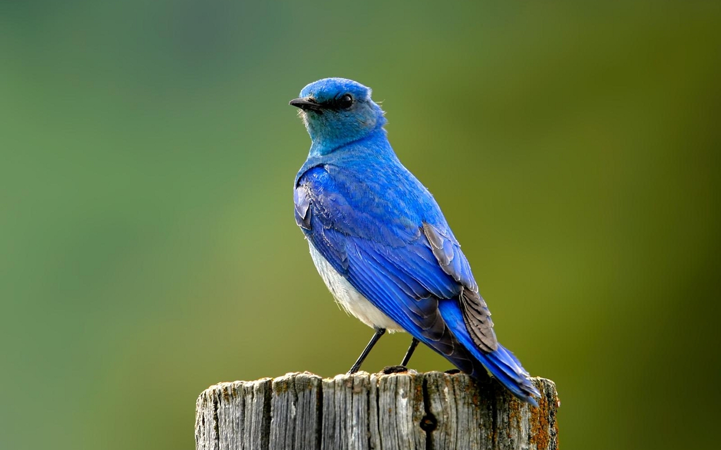 Bluebird Wallpaper