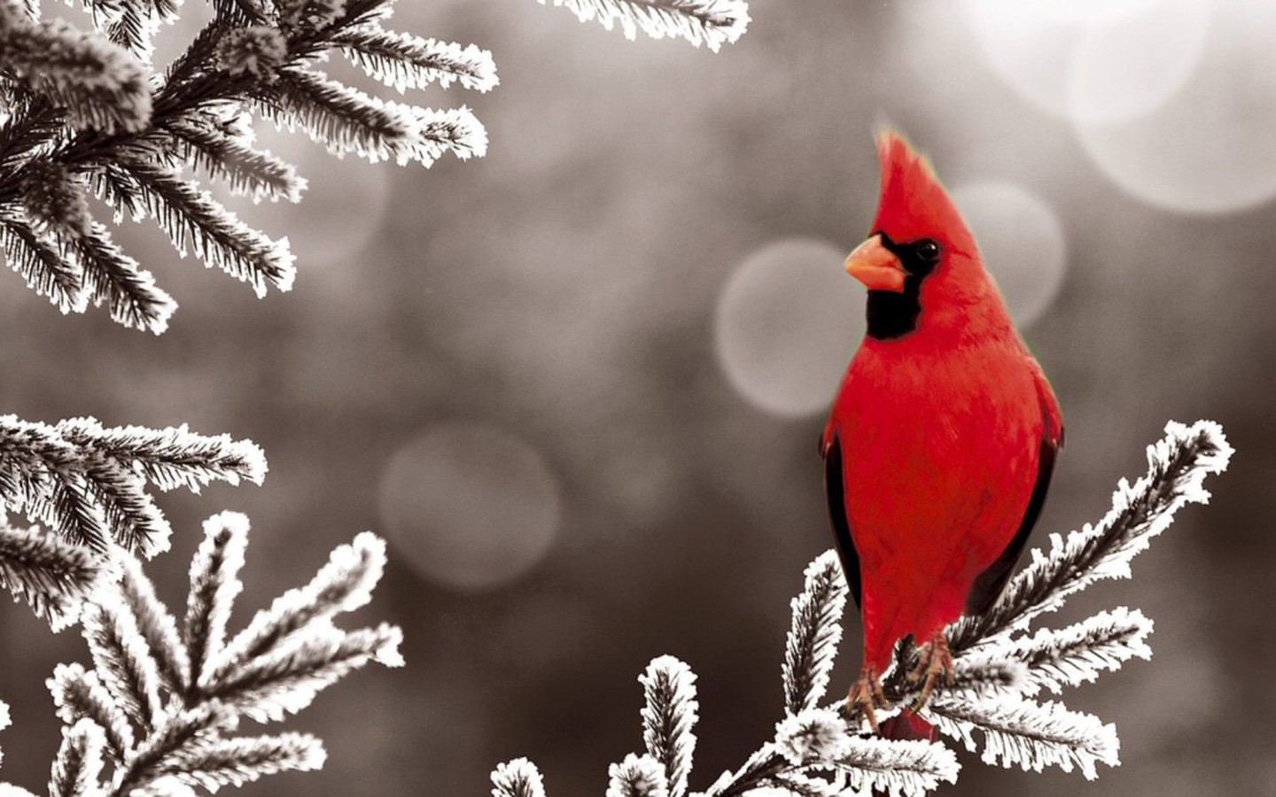 Cardinal-snow Wallpaper