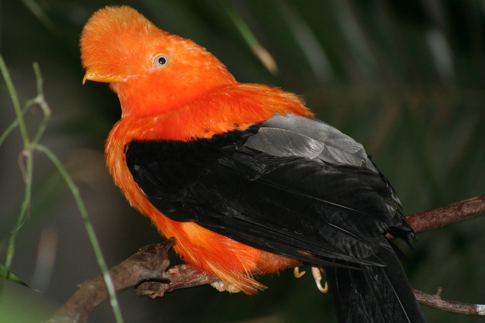 Charming Andean Cock-of-the-rock