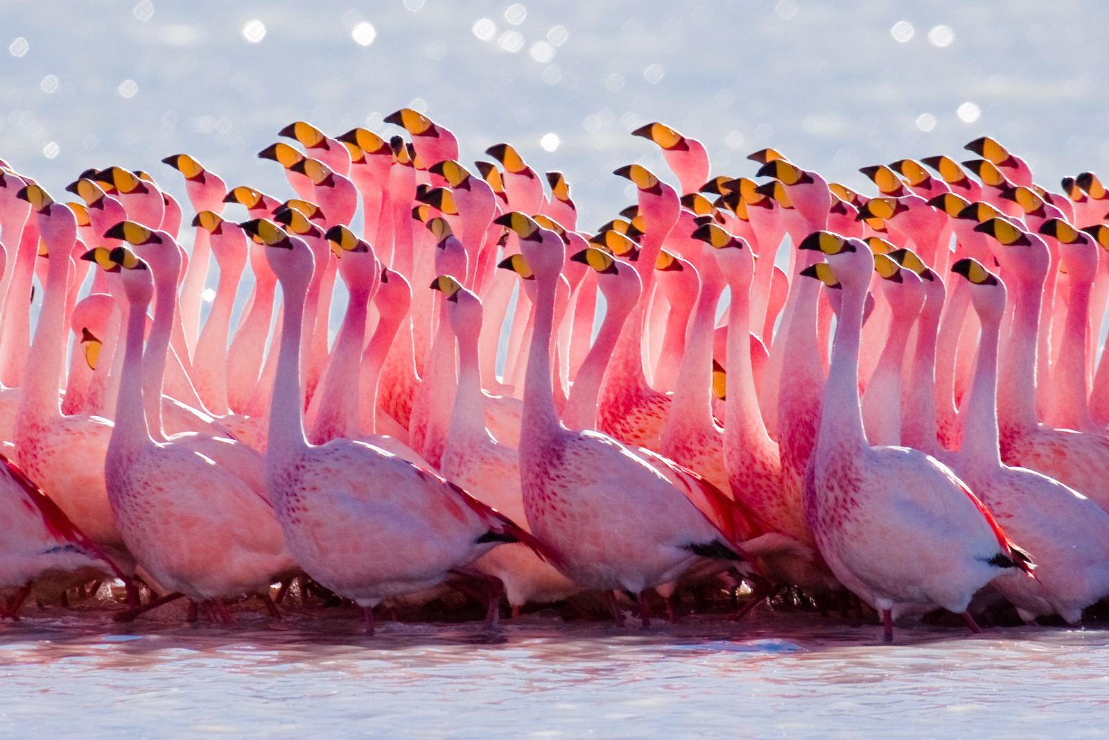 Charming Andean Flamingoes