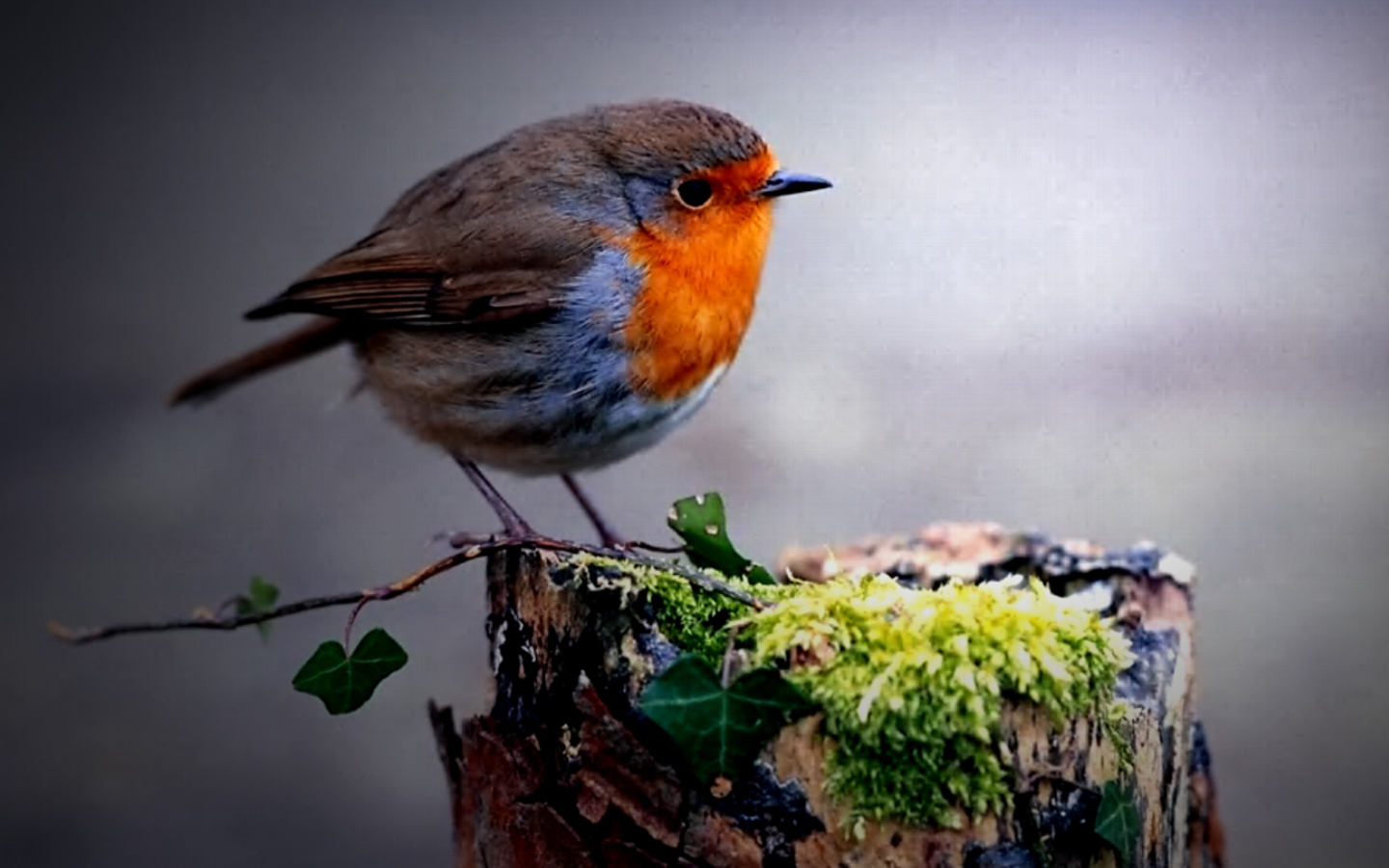 Circle-bird Wallpaper Circle-bird Wallpaper