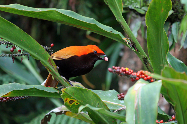 Crested satinbird eats