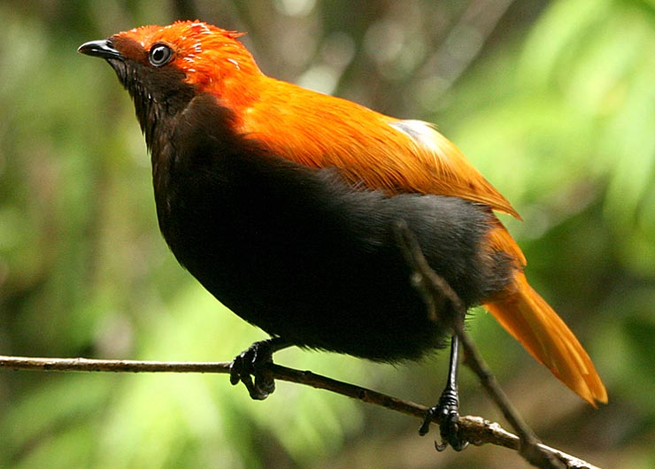 Crested satinbird on a branch