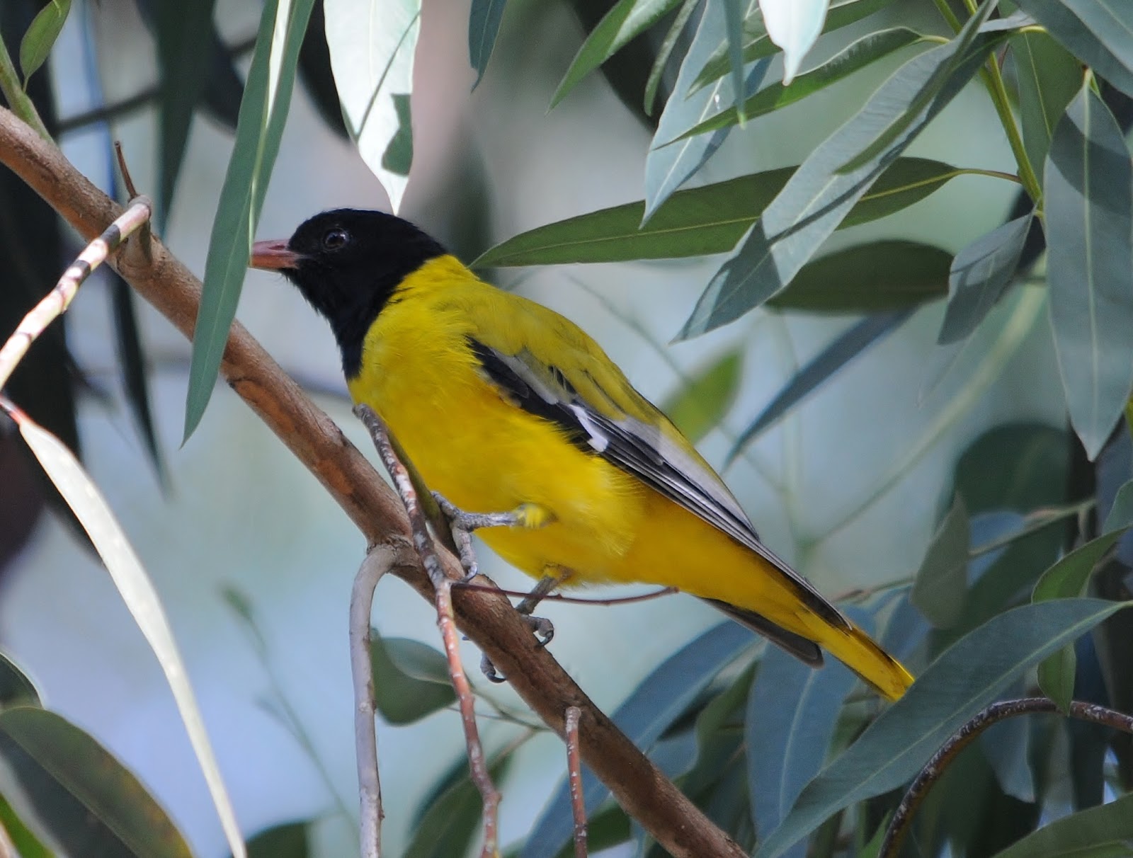 Cute Abyssinian Oriole