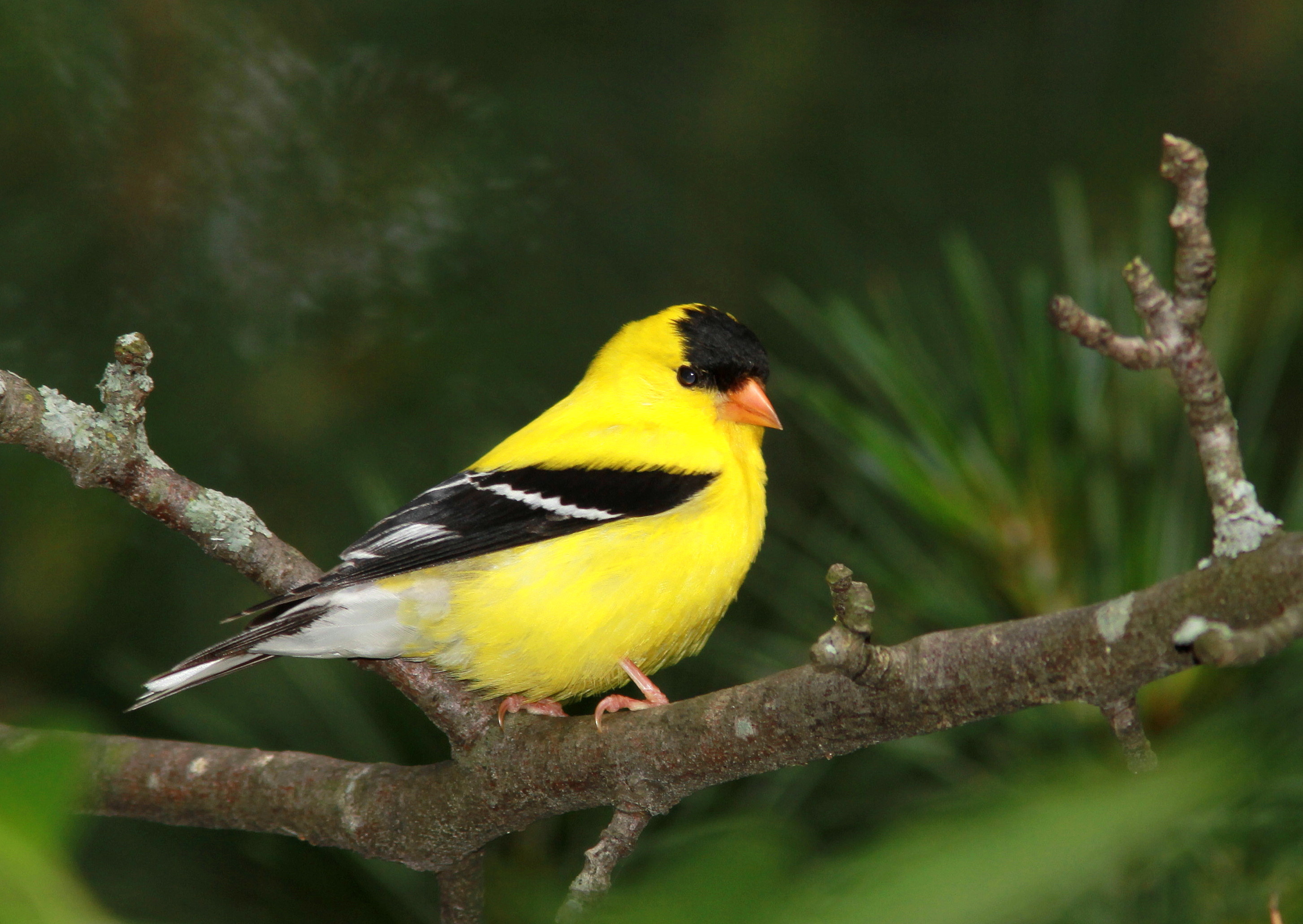 Cute American Goldfinch