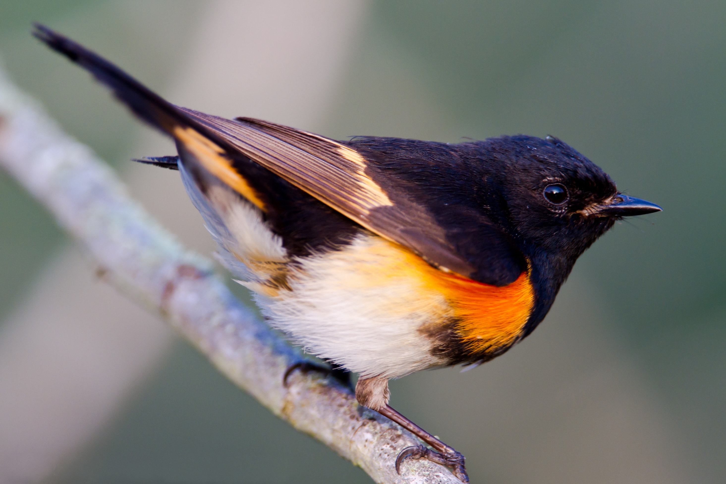 Cute American Redstart