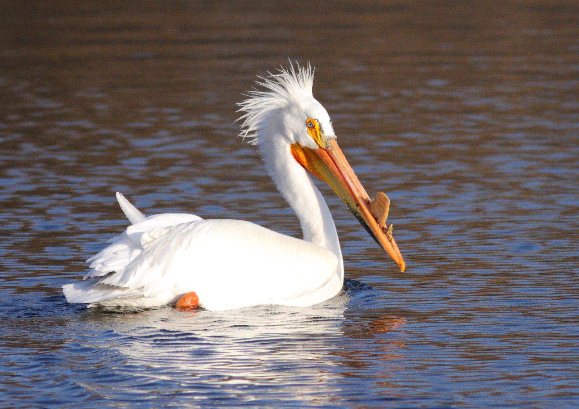 Cute American White Pelican