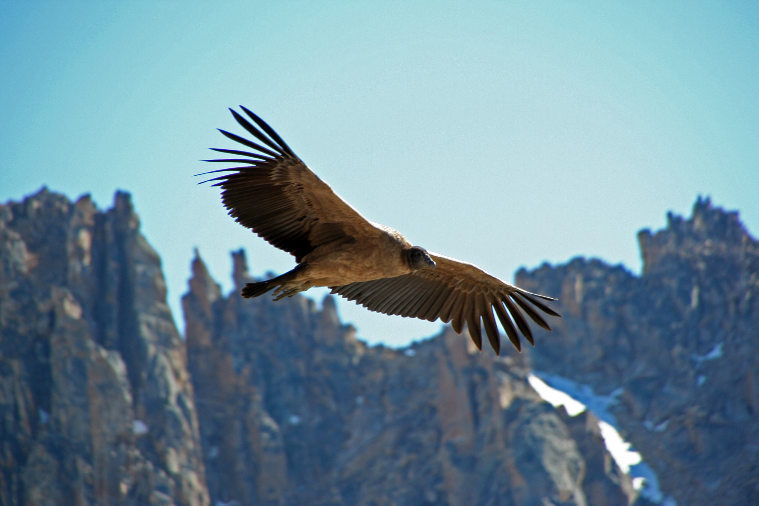 Cute Andean Condor