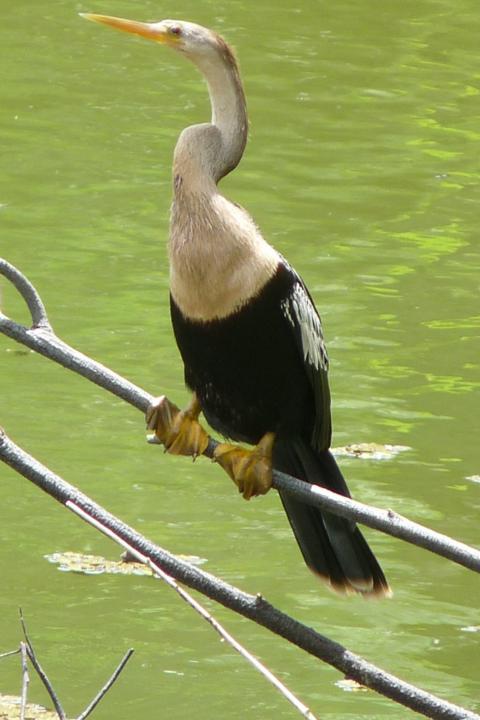 Cute Anhinga