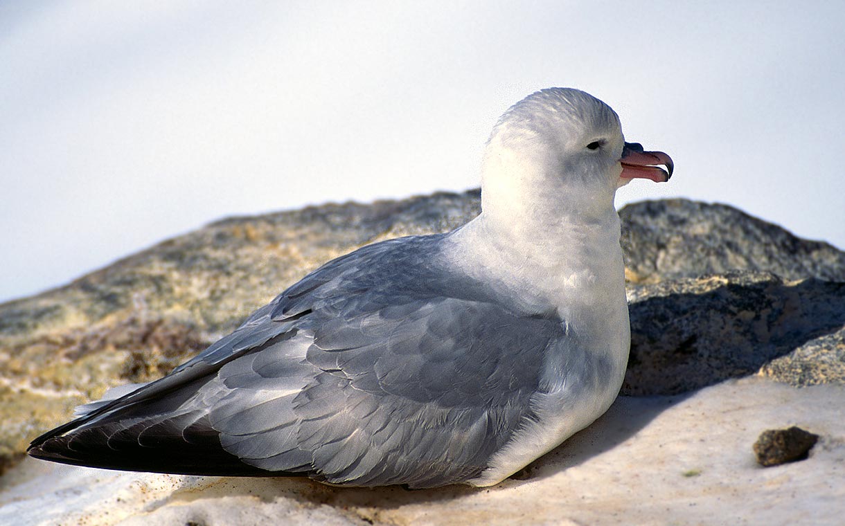 Cute Antarctic Petrel