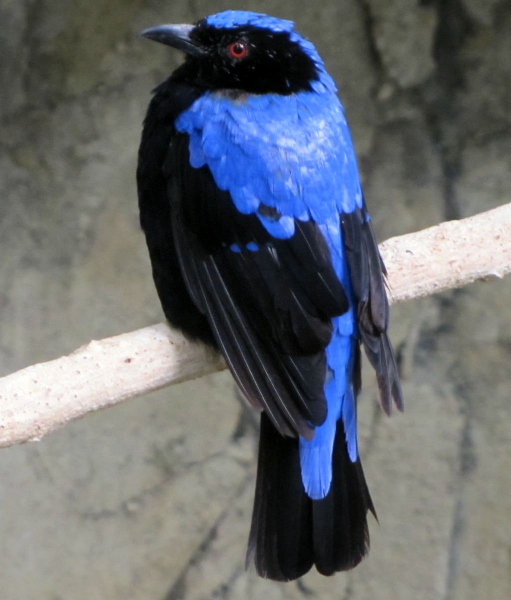 Cute Asian Fairy Bluebird
