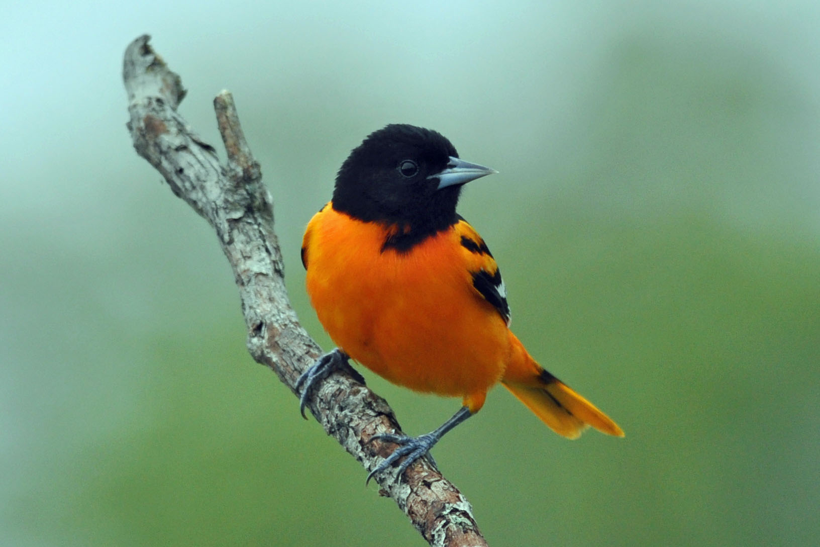 Cute Baltimore Oriole