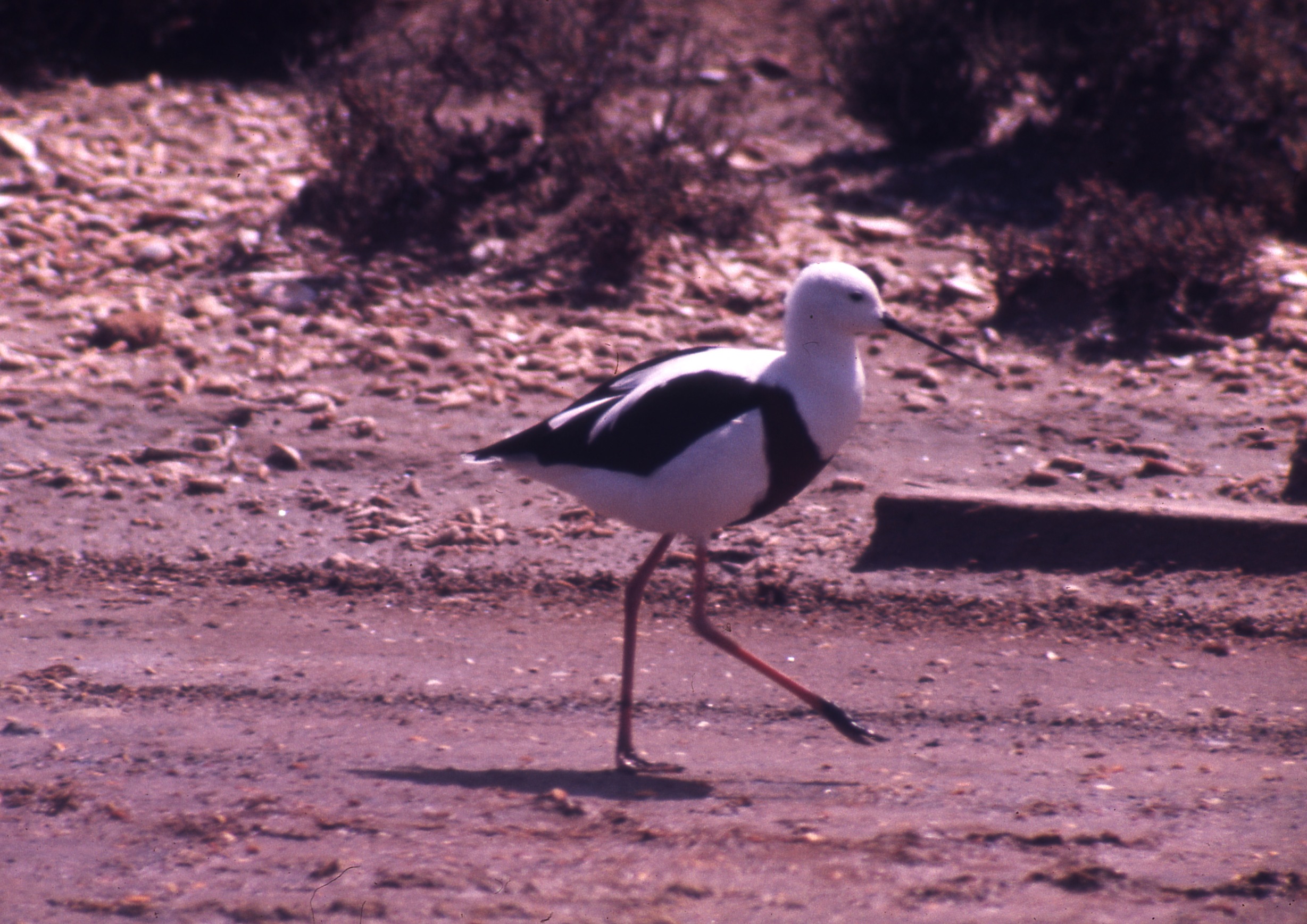 Cute Banded Stilt