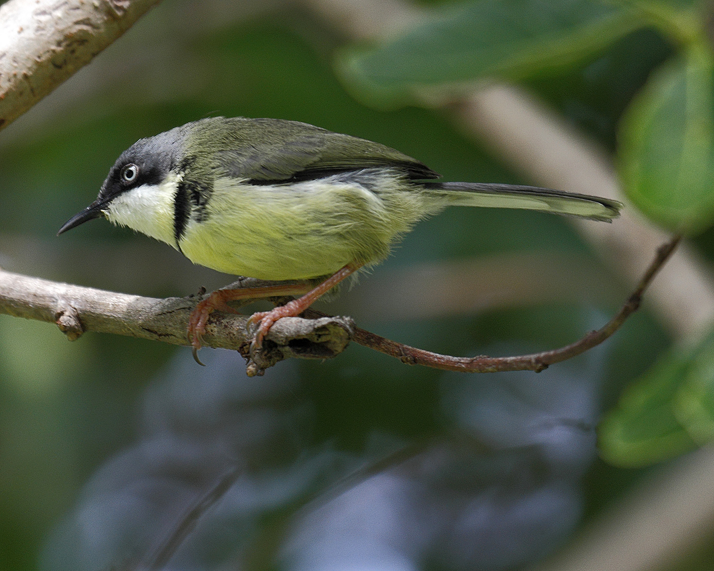 Cute Bar-throated Apalis