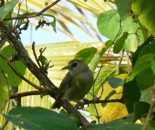 Cute Bare-eyed White-eye