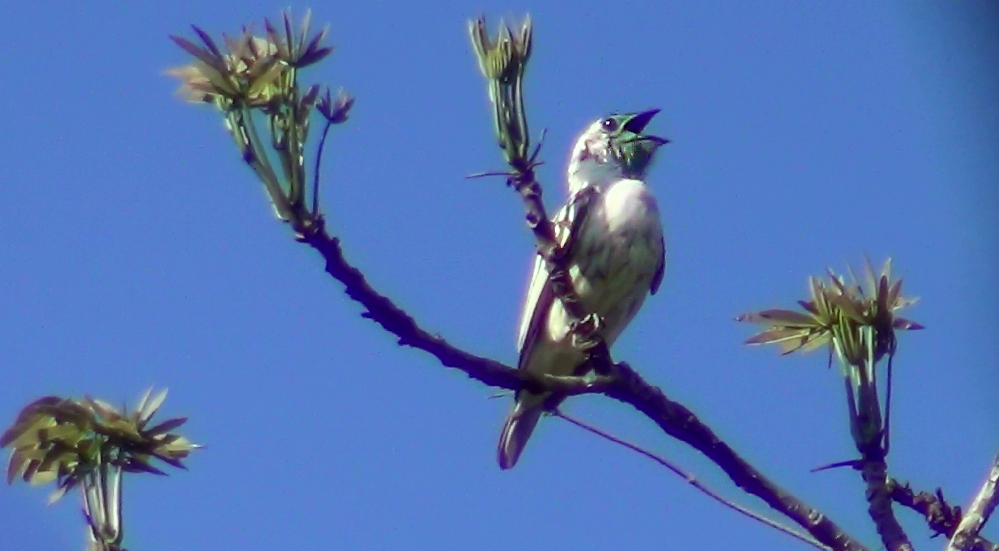 Cute Bare-throated Bellbird.