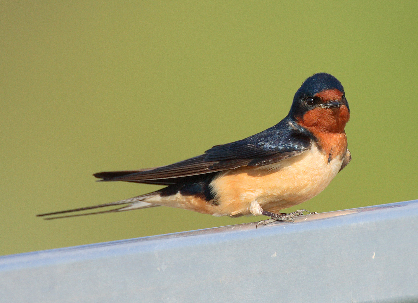 Cute Barn Swallow